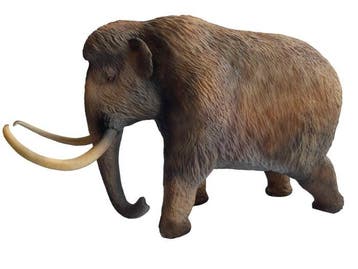 Mammuthus primigenius Volledig skelet met schedel - 1103D