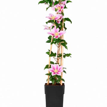 Clematis Piilu container (P15) Sierplanten, Roze, Verzenden, Overige soorten, Struik