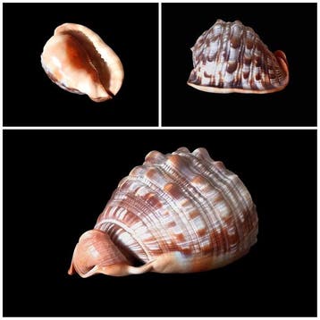Zeeslak Zeeschelp - Cyprecassis Rufa (Zonder minimumprijs), Nieuw