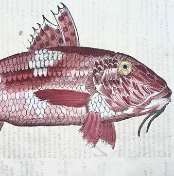 Aldrovandi; Fish, Red Mullet - Folio with hand coloured
