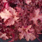 Heuchera carnival villa watermeloen (Herfstplanten kopen?), Tuin en Terras, Bodembedekkers, Volle zon, Vaste plant, Ophalen of Verzenden