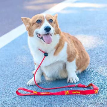 Slipriem Hondentraining – 2-in-1 Halsband en Lijn 150 cm, Dieren en Toebehoren, Verzenden, Nieuw