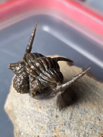 Trilobiet - Gefossiliseerd dier - Cyphaspis trilobite