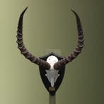 Impala Schedel Taxidermie Opgezette Dieren By Max, Ophalen of Verzenden, Nieuw, Wild dier, Opgezet dier