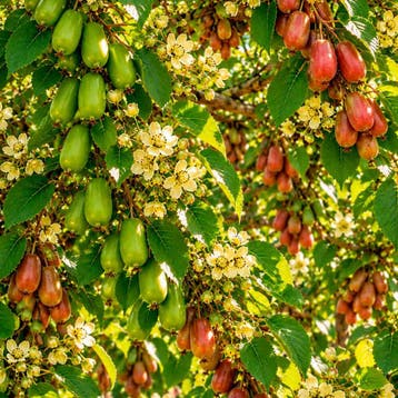 Kiwi Berry Tuincollectie – 3 Planten, Tuin en Terras, Verzenden