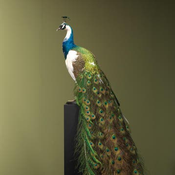 Bonte Pauw Taxidermie Opgezette Dieren By Max, Verzamelen, Dierenverzamelingen, Ophalen of Verzenden, Nieuw, Vogel, Opgezet dier