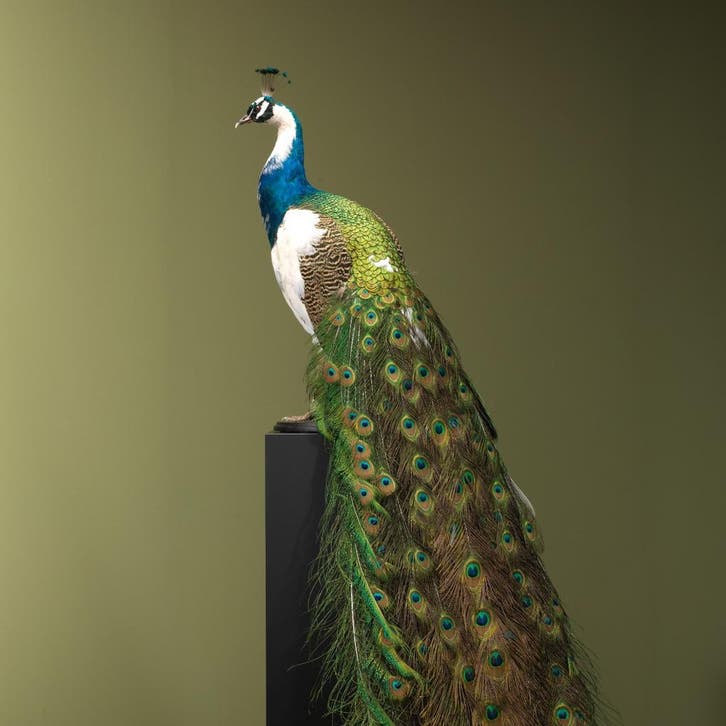 Bonte Pauw Taxidermie Opgezette Dieren By Max, Verzamelen, Dierenverzamelingen, Opgezet dier, Nieuw, Vogel, Ophalen of Verzenden