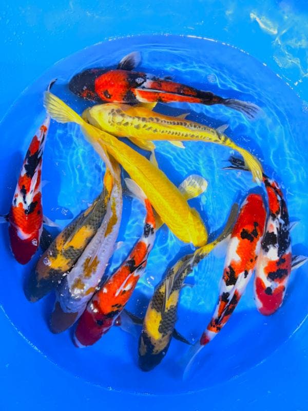 Hirasawa Marusei  32-40 cm (Japanse Koi), Dieren en Toebehoren, Vissen | Vijvervissen, Karper of Koi
