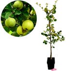 Cydonia oblonga Leskovacz + pot 23cm, Verzenden, Volle zon