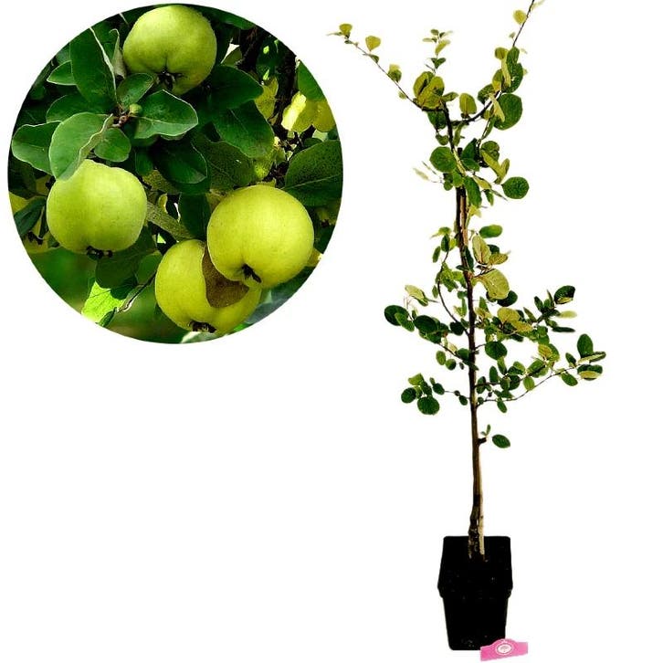 Cydonia oblonga Leskovacz + pot 23cm, Tuin en Terras, Planten | Fruitbomen, Volle zon, Verzenden