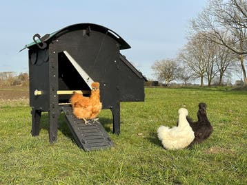 Kunststof Kippenhok - Nestera Small Op Pootjes - Bezorgen, Ophalen of Verzenden, Nieuw