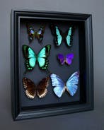 Vlinder Taxidermie volledige montage - Papilio albertisi x
