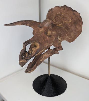 Fossiele schedel - Triceratops horridus- Museum-Grade