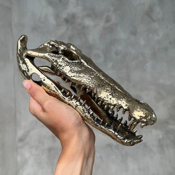 Zoutwaterkrokodil Schedel - No Reserve Price - Polished, Nieuw