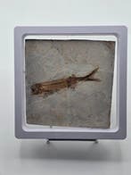 Vis - Gefossiliseerd dier - Lycoptera - 11 cm (Zonder