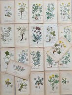 Diedrich Franz Leonhard von Schlechtendal (1794 / 1866) -