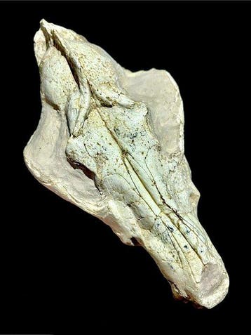 Zoogdier - Fossiele schedel - Canis teilhardi prehistoric