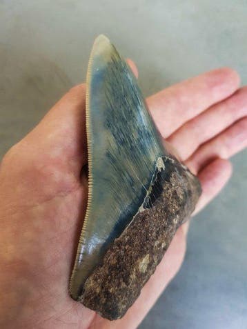 Megalodon - Fossiele tand - 10.2 mm - 9.5 mm, Verzamelen