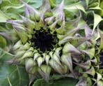 Helianthus SunFill Purple F1 Zonnebloemzaden kleinverpakking, Ophalen of Verzenden, Nieuw