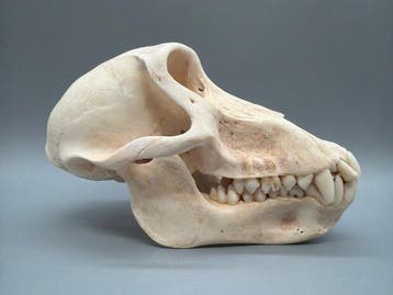 Aap Schedel van een zoogdier - Papio Ursinus - 10 cm - 10 cm, Nieuw