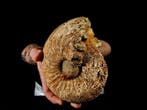 fossiel dier - Gefossiliseerd dier - perisphintctes - 16.5