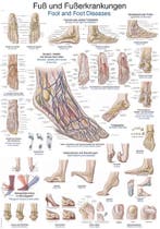 Anatomie poster voet en voetaandoeningen (Duits/Engels,...., Nieuw