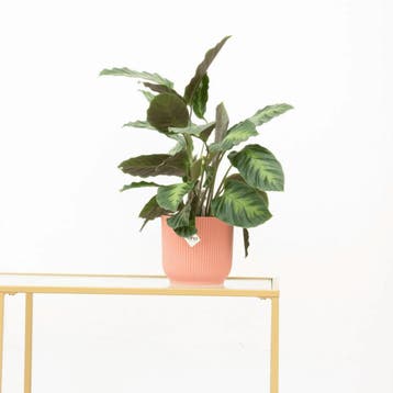 Green Bubble - Calathea Maui Queen - 35cm - Ø12 cm, Ophalen of Verzenden
