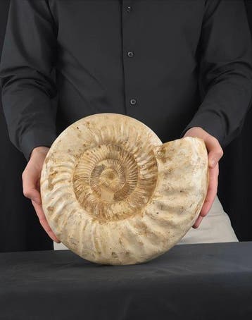Grote ammoniet - 8,53 kg - Gefossiliseerd dier -