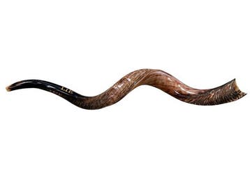 Antiek Judaica - Hoorn - 2020+ - Gepolijst shofar - 80 cm, Antiek en Kunst