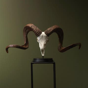 Marco Polo Replica Taxidermie Opgezette Dieren By Max, Ophalen of Verzenden, Nieuw, Wild dier, Opgezet dier