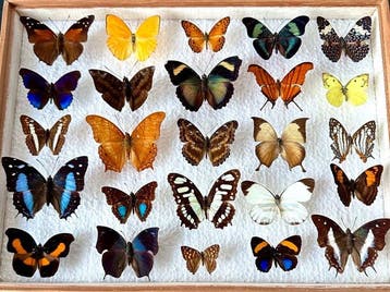 Compleet lot van 25 stuks onvervangbare exotische, Nieuw