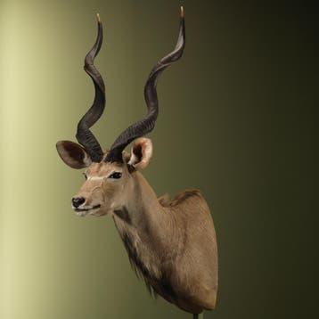 Koedoe Taxidermie Opgezette Dieren By Max, Verzamelen, Ophalen of Verzenden, Nieuw, Wild dier, Opgezet dier