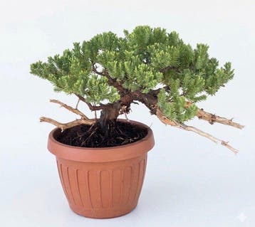 Jeneverbes bonsai (Juniperus) - Hoogte (boom): 17 cm -