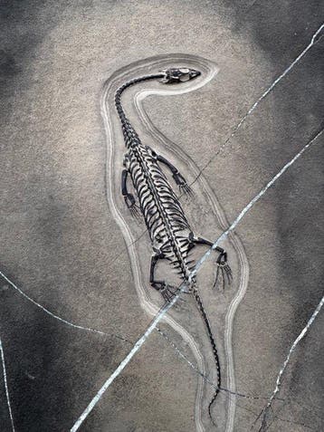 Fossiel reptiel: Keichousaurus – zeldzaam getuigenis uit het
