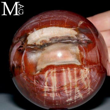 Trias Versteend Hout Bol uit Madagaskar - Complexe