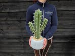 Decoratief ornament - Decoratieve cactus in pot