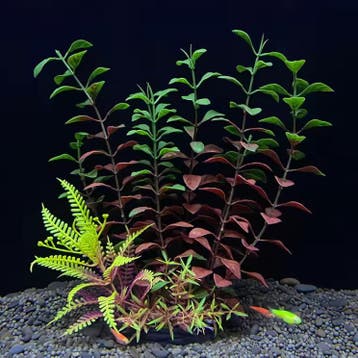 Kunstmatige Aquariumplant Plastic Onderwater Decoratie, Verzenden, Nieuw