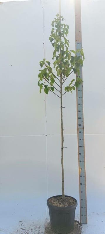 Davidia involucrata hoogstam 14/16