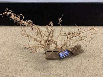Osaka Bonsai Tree nr 1 - 59x20x34cm - aquascaping boom, Ophalen of Verzenden, Nieuw, Plant(en), Steen of Hout