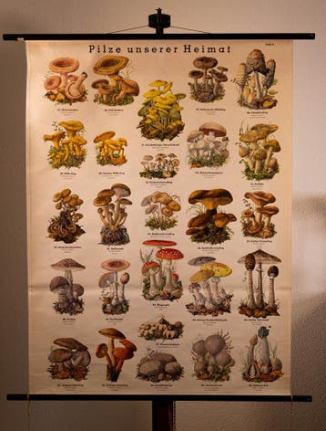 SCHOOLPLATENSHOP.NL voor schoolplaten en ........., Natuur en Biologie