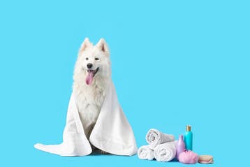 Husky of Keeshond? Voorkom hoge dierenartskosten, Nederland, Handelaar, 8 tot 15 weken, Meerdere
