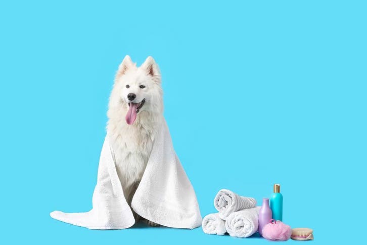 Husky of Keeshond? Voorkom hoge dierenartskosten, Dieren en Toebehoren, Honden | Poolhonden, Keeshonden en Oertypen, Meerdere