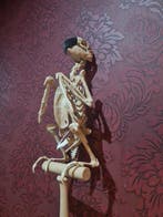 Papegaai Schedel - ara hyacinthe REPLICA - 42 cm - 20 cm -