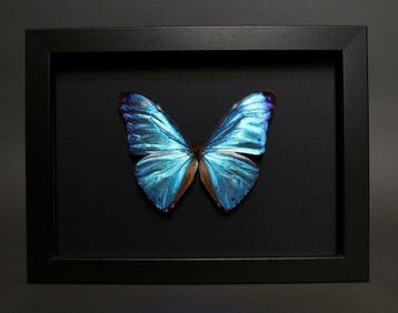 Vlinder Taxidermie volledige montage - Morpho adonis - 18 cm