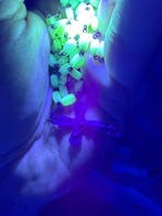 De Groene Anomalie: een mysterieus, gotisch en speciaal, Antiek en Kunst