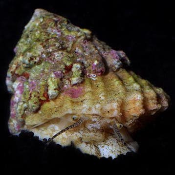 Astrea (Spiny shell slak), Dieren en Toebehoren, Ophalen of Verzenden, Nieuw