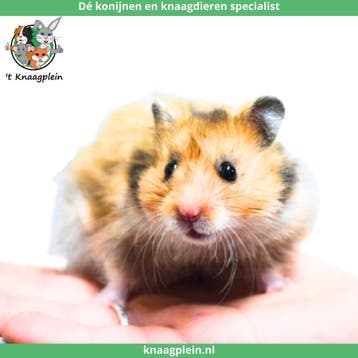 Lieve handtamme Goudhamsters / Syrische hamsters !, Meerdere dieren, Hamster, Tam