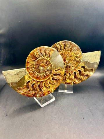 Ammoniet - Gefossiliseerd dier - Cleoniceras besairei - 18, Verzamelen
