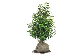 Portugese Laurier Angustifolia, Kleinbladig, Bestel nu!, Tuin en Terras, Planten | Struiken en Hagen, Ophalen of Verzenden, Laurier