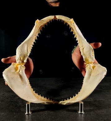 bronzenhaai-kaak Taxidermie volledige montage - Carcharhinus, Verzamelen, Dierenverzamelingen, Nieuw
